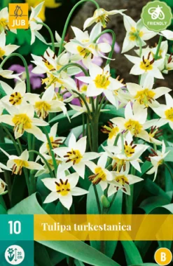 Bloembollen|Ecocheques|ohgreen 10 tulipa turkestanica