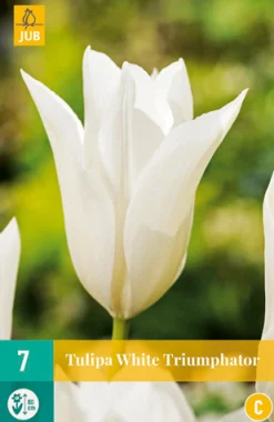 Bloembollen|Ecocheques|ohgreen 7 tulipa white triumphator