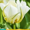 Bloembollen|Ecocheques|ohgreen 7 tulipa white valley