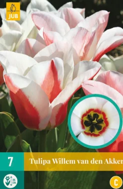 Bloembollen|Ecocheques|ohgreen 7 tulipa willem van den akker