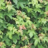 Struiken|Ecocheques|ohgreen Acer campestre blote wortel 80/100 cm