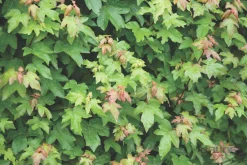 Struiken|Ecocheques|ohgreen Acer campestre blote wortel 80/100 cm