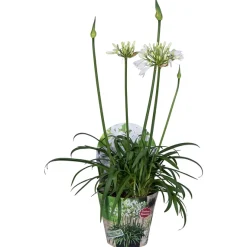 Voorjaar|Ecocheques|ohgreen Agapanthus of afrikaanse lelie summer love wit p17 h40