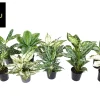 Ecocheques|Groene Planten|ohgreen Aglaonema Groen - Wit mix