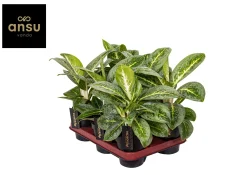 Ecocheques|Groene Planten|ohgreen Aglaonema Lemon Mint