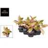 Ecocheques|Groene Planten|ohgreen Aglaonema salmon fantasy