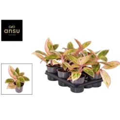 Ecocheques|Groene Planten|ohgreen Aglaonema salmon fantasy