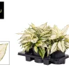 Groene Planten|Ecocheques|ohgreen Aglaonema wit p19 h40