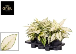 Groene Planten|Ecocheques|ohgreen Aglaonema wit p19 h40