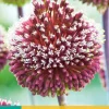 Bloembollen|Ecocheques|ohgreen Allium red mohican 2st