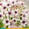 Bloembollen|Ecocheques|ohgreen Allium silverspring 1st