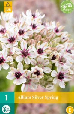Bloembollen|Ecocheques|ohgreen Allium silverspring 1st