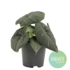 Ecocheques|Groene Planten|ohgreen Alocasia Grey Dragon