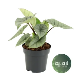 Ecocheques|Groene Planten|ohgreen Alocasia Platinum