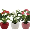 Ecocheques|Composities En Terrariums|ohgreen Anthurium in sierpot