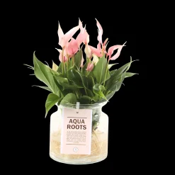 Composities En Terrariums|Ecocheques|ohgreen Anthurium sierglas