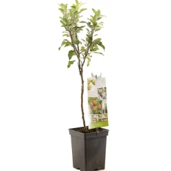 Fruitbomen|Ecocheques|ohgreen Appel patioboompje malus domestica