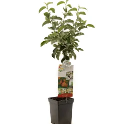 Fruitbomen|Ecocheques|ohgreen Appel patioboompje malus domestica jonagold