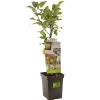 Fruitbomen|Ecocheques|ohgreen Appel patioboompje malus domestica delcorf