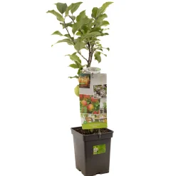Fruitbomen|Ecocheques|ohgreen Appel patioboompje malus domestica delcorf