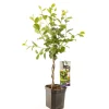 Fruitbomen|Ecocheques|ohgreen Appelbessenstruik aronia melanocarpa gevlochten stam
