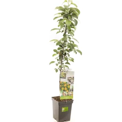 Fruitbomen|Ecocheques|ohgreen Appelboom domestica polka zuilvorm