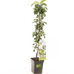 Fruitbomen|Ecocheques|ohgreen Appelboom malus domestica greencats zuilvorm