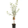 Fruitbomen|Ecocheques|ohgreen Appelboom malus domestica gloster laagstam
