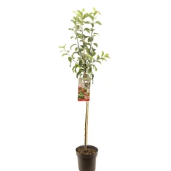Fruitbomen|Ecocheques|ohgreen Appelboom malus domestica gloster halfstam