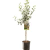 Fruitbomen|Ecocheques|ohgreen Appelboom malus domestica cox's orange laagstam
