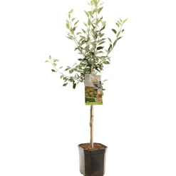 Fruitbomen|Ecocheques|ohgreen Appelboom malus domestica cox's orange laagstam