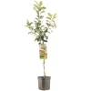 Fruitbomen|Ecocheques|ohgreen Appelboom malus domestica delcorf laagstam