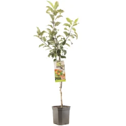 Fruitbomen|Ecocheques|ohgreen Appelboom malus domestica delcorf laagstam