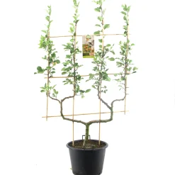 Fruitbomen|Ecocheques|ohgreen Appelboom malus domestica cox's orange dubbele-u boom