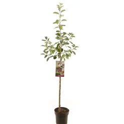 Fruitbomen|Ecocheques|ohgreen Appelboom malus domestica rood boskoop halfstam