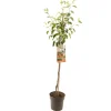 Fruitbomen|Ecocheques|ohgreen Appelboom malus domestica james grieve halfstam
