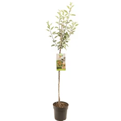 Fruitbomen|Ecocheques|ohgreen Appelboom malus domestica cox's halfstam