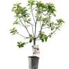 Fruitbomen|Ecocheques|ohgreen Appelboom malus domestica dwergboompje
