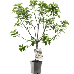 Fruitbomen|Ecocheques|ohgreen Appelboom malus domestica dwergboompje