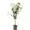 Fruitbomen|Ecocheques|ohgreen Appelboom malus domestica granny smith laagstam