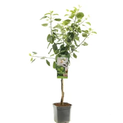 Fruitbomen|Ecocheques|ohgreen Appelboom malus domestica granny smith laagstam