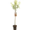 Fruitbomen|Ecocheques|ohgreen Appelboom malus domestica royal gala halfstam