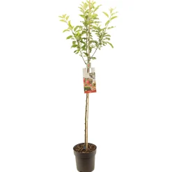 Fruitbomen|Ecocheques|ohgreen Appelboom malus domestica royal gala halfstam