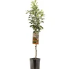 Fruitbomen|Ecocheques|ohgreen Appelboom malus domestica james grieve laagstam
