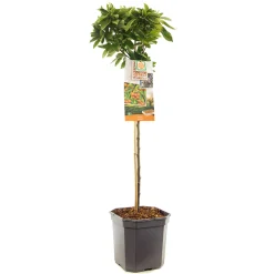 Fruitbomen|Ecocheques|ohgreen Appelboom malus pom'zai dwerg