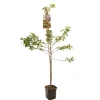 Fruitbomen|Ecocheques|ohgreen Appelboom malus red sentinel ( sierappel ) laagstam