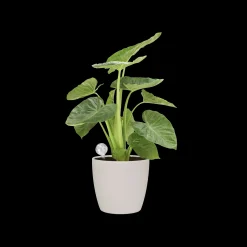 Bewatering|Ecocheques|ohgreen AQUA CARE TRANSPARANT