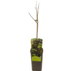 Ecocheques|Fruitbomen|ohgreen Aronia melanocarpa appelbes