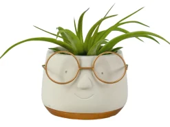 Groene Planten|Ecocheques|ohgreen Arrangement Tillandsia (luchtplantje)