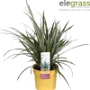 Vaste Planten|Ecocheques|ohgreen Astelia Silver Shadow